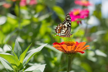  Butterflies in spring