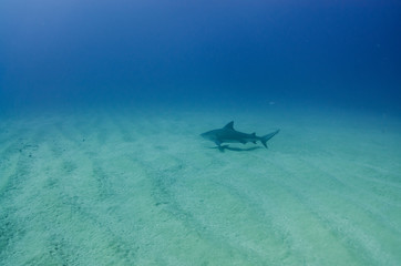 Fototapeta premium Bull Shark (Carcharhinus leucas). reefs of the Sea of Cortez, Pacific ocean. Cabo Pulmo, Baja California Sur, Mexico. The world's aquarium.