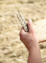 bread on wheat textured background with hand