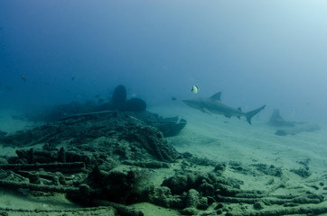 Bull Shark (Carcharhinus leucas). reefs of the Sea of Cortez, Pacific ocean. Cabo Pulmo, Baja California Sur, Mexico. The world's aquarium.