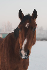 Two beautiful adult domestic horses  standing and walking on the snowy field on a cold overcast day in the winter . Isolated on white, sunny field. Horses in Latvia 