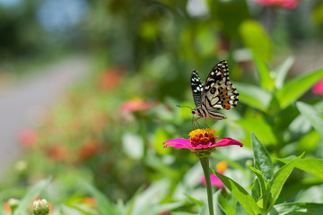  Butterflies in spring