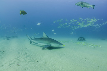 Bull Shark (Carcharhinus leucas). reefs of the Sea of Cortez, Pacific ocean. Cabo Pulmo, Baja California Sur, Mexico. The world's aquarium.