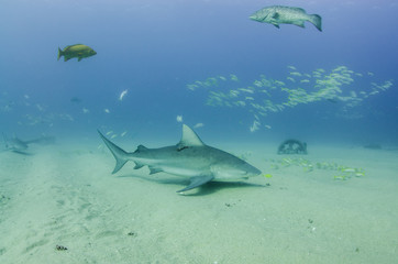 Bull Shark (Carcharhinus leucas). reefs of the Sea of Cortez, Pacific ocean. Cabo Pulmo, Baja California Sur, Mexico. The world's aquarium.