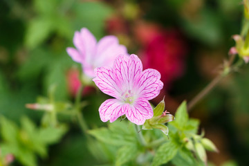 Fototapeta na wymiar Pink geranium flower