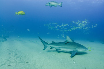 Bull Shark (Carcharhinus leucas). reefs of the Sea of Cortez, Pacific ocean. Cabo Pulmo, Baja California Sur, Mexico. The world's aquarium.