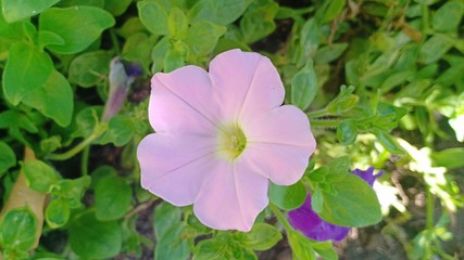 Petunia flower blooming volume 8885595