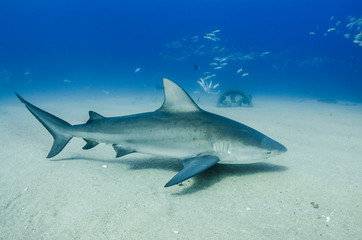 Bull Shark (Carcharhinus leucas). reefs of the Sea of Cortez, Pacific ocean. Cabo Pulmo, Baja California Sur, Mexico. The world's aquarium. - 247961169