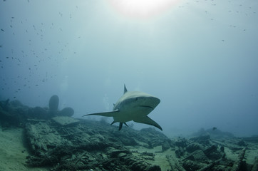 Bull Shark (Carcharhinus leucas). reefs of the Sea of Cortez, Pacific ocean. Cabo Pulmo, Baja California Sur, Mexico. The world's aquarium. - 247961302