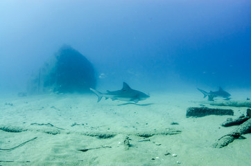 Obraz na płótnie Canvas Bull Shark (Carcharhinus leucas). reefs of the Sea of Cortez, Pacific ocean. Cabo Pulmo, Baja California Sur, Mexico. The world's aquarium.