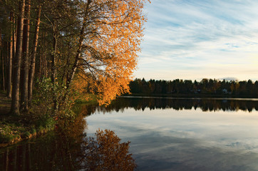 Autumn forest landscape golden leaves of trees on the lake coast.