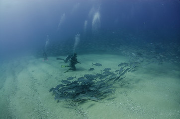Big eye Trevally Jack, (Caranx sexfasciatus) Forming a school, bait ball or tornado with a diver. Cabo Pulmo National Park. Baja California Sur,Mexico.