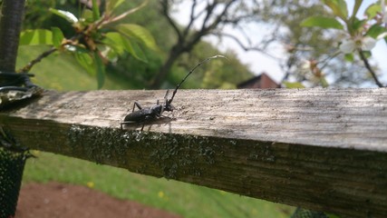 Käfer