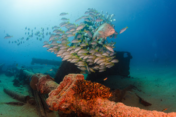 Leopard grouper (Mycteroperca rosacea) in the coral formation, from the reefs of the Sea of Cortez. Cabo Pulmo National Park, Baja California Sur, Mexico. Cousteau named it The world's aquarium.