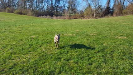 Obraz premium happy dog