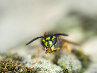 Wasp cleaning itself