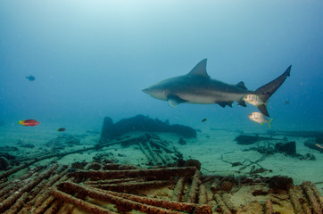 Bull Shark (Carcharhinus leucas). reefs of the Sea of Cortez, Pacific ocean. Cabo Pulmo, Baja California Sur, Mexico. The world's aquarium.