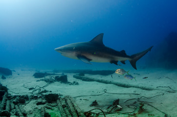 Bull Shark (Carcharhinus leucas). reefs of the Sea of Cortez, Pacific ocean. Cabo Pulmo, Baja California Sur, Mexico. The world's aquarium.