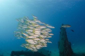 Fototapeta na wymiar Yellow snapper (Lutjanus argentiventris), forming a school in a shipwreck, reefs of Sea of Cortez, Pacific ocean. Cabo Pulmo, Baja California Sur, Mexico. 