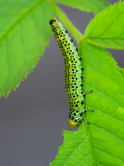 Rose Sawfly Larvae Eating a Leaf. Close Up.