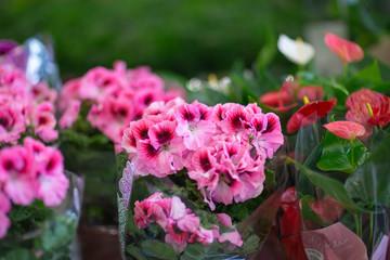 flowers on the store shelf, shot in the light of lamps and from the window