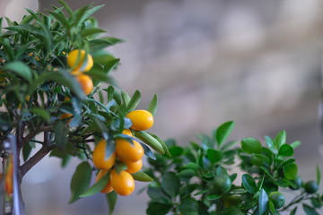room tangerines on the store shelf,shot in the light of lamps and from the window