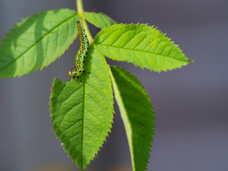 Rose Sawfly Larvae Eating a Leaf. Close Up.