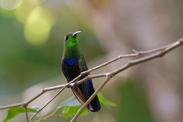 Colibri falle vert