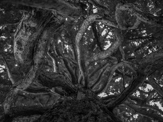 Baum Wirr Verrückt Natur Wild Außergewöhnlich Schwarz Weiß Kontrast 