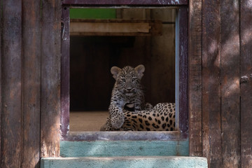 cachorro de leopardo en un zoo