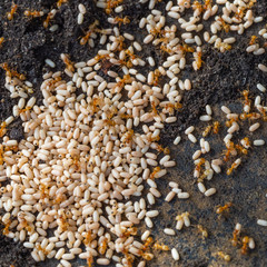 Yellow meadow ant, (yellow hill ant) colony