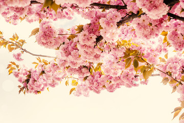 Beautiful sakura pink flower cherry blossom and sun background. Greeting card template. Shallow depth. Soft vintage toned. Spring nature