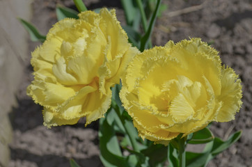 Double fringed yellow tulip