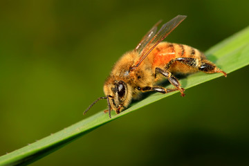 bees on plant leaves