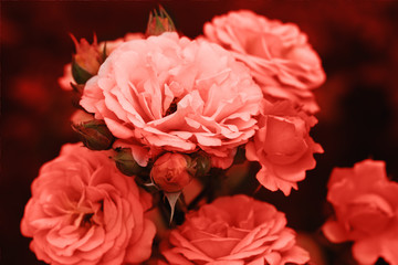 Beautiful living coral roses flowers in garden close up. Tinted effect