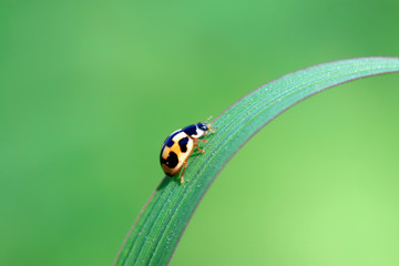 ladybird