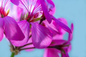 Geranium flowers close-up on a colored background, toned. Selective focus, for design, nature.
