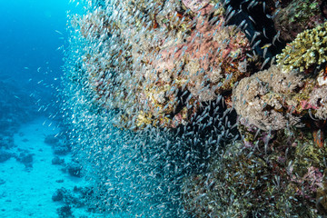 Coral Reef at the Red Sea, Egypt