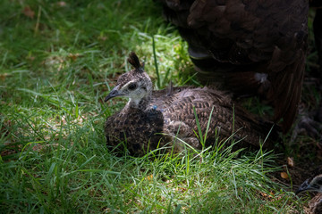 Joven pavo real