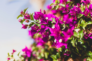 Obraz na płótnie Canvas Blooming bougainvillea. Magenta bougainvillea flowers-Floral background. Copy space