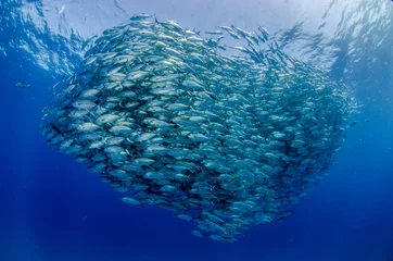 Big eye Trevally Jack, (Caranx sexfasciatus) Forming a school, bait ball or tornado with a diver. Cabo Pulmo National Park. Baja California Sur,Mexico. © leonardogonzalez