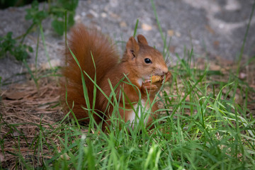 Ardilla roja buscando comida
