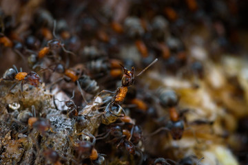 Anthill with one ant in focus