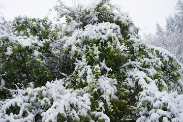 Snowy forest with snow on tree covered by snow white landscape in winter cold Christmas tree with frost scene beautiful snowfall in mountain in Queenstown New Zealand