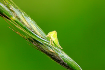 green leafhopper