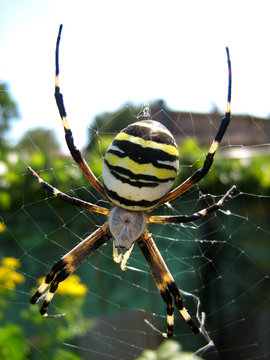 Ragno vespa (Argiope bruennichi) con strisce gialle e nere sulla sua tela nella natura. Primo piano macro di aracnide selvatico in giardino.