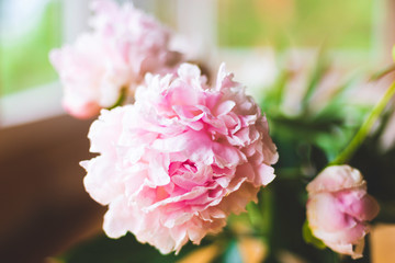 Pink peonies close-up, toned, soft focus. Gentle floral background - Image