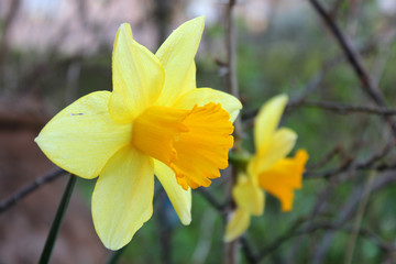 Obraz premium Primo piano macro di un fiore di narciso giallo brillante fiorito in primavera con sfondo verde sfocato