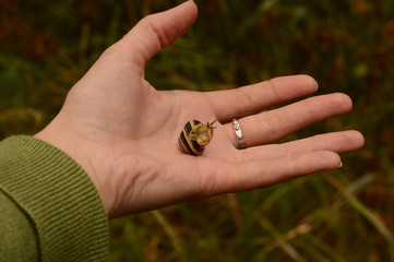 little snail on the hand