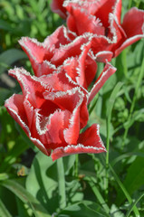 Pink tulip Bell song with white fringed edges. Bell song tulip.